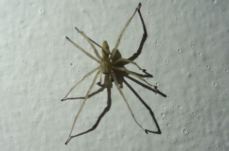 Maschio di Cheiracanthium sp. - Pomarolo (TN)
